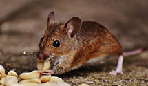 24 Hour & Emergency Exterminators in Fresno City College, CA